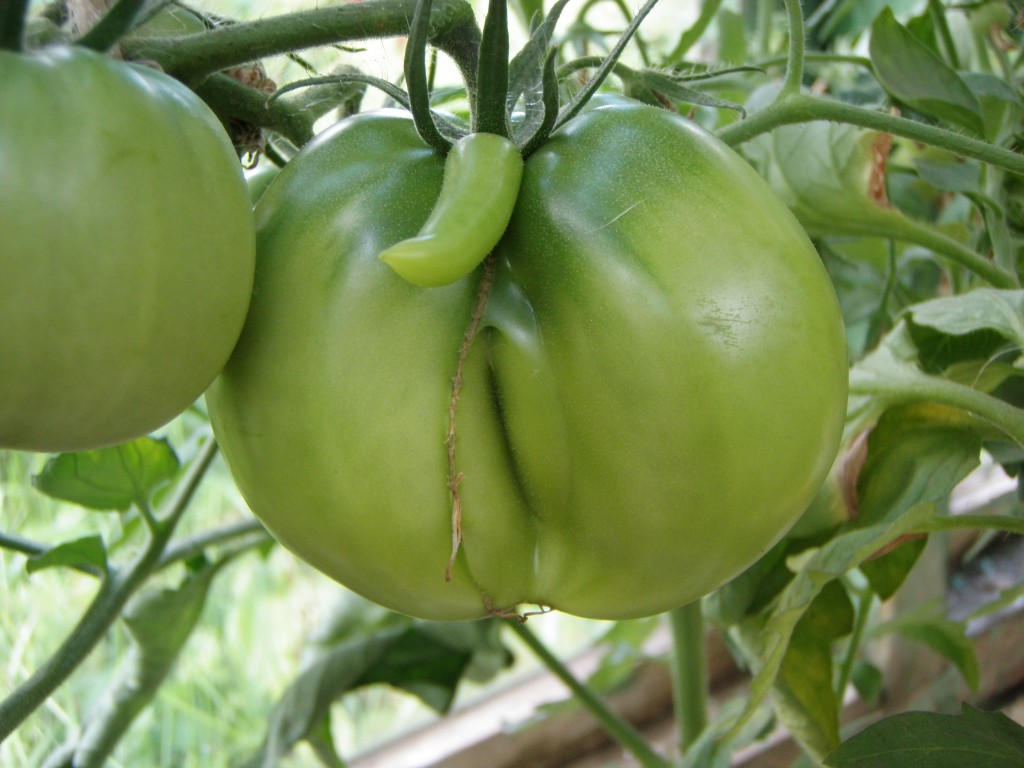 hemaphrodite_tomato