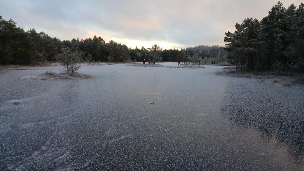 Suursoo umbjärv