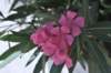 dsc_0216_small.jpg
