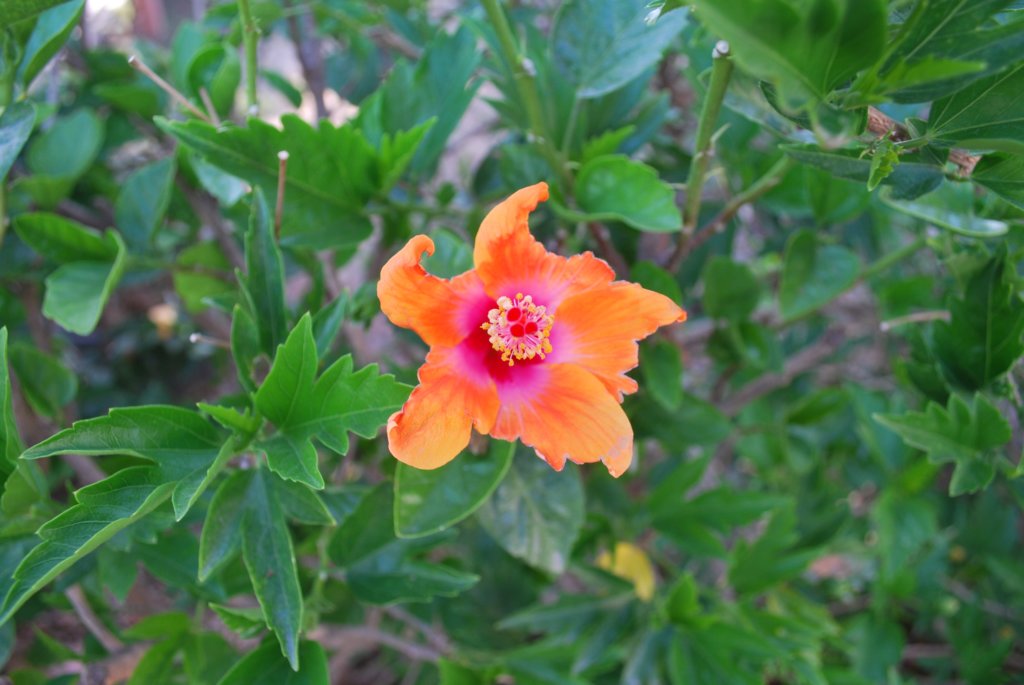 dsc_0257.jpg