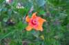 dsc_0257_small.jpg