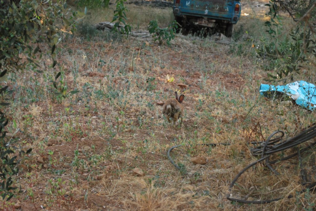 dsc_0321.jpg