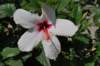 dsc_0611_small.jpg